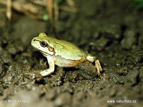 Hyla japonica